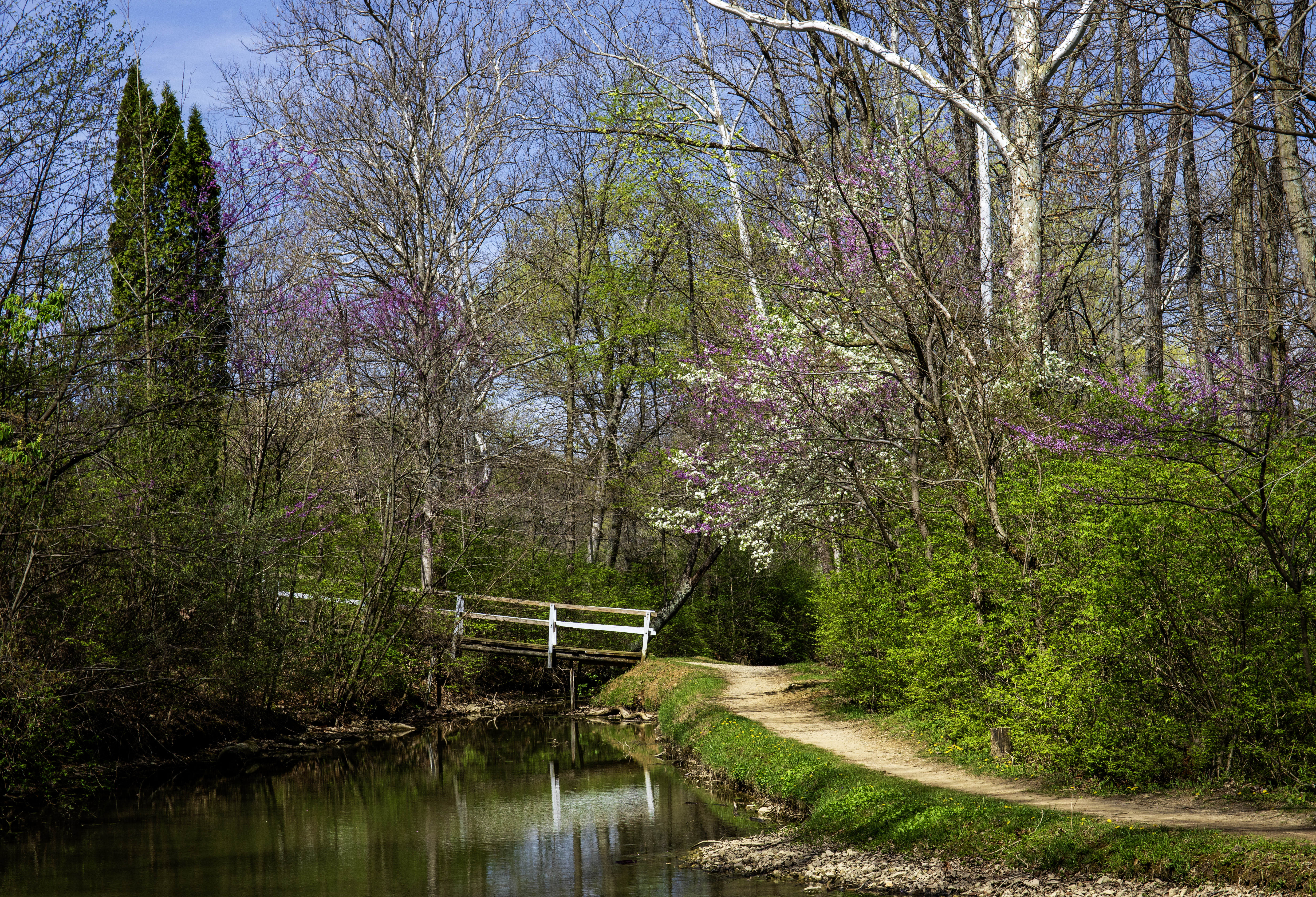 Spring flowering trees beside a creek path and white footbridge at Tawawa Park in Sidney Ohio